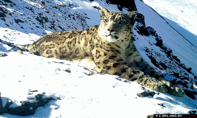 Jigme Dorji National Park