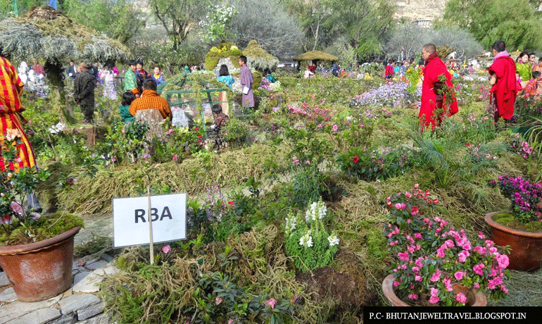 Rhododendron festival