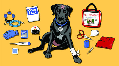 First Aid Pet Kit
