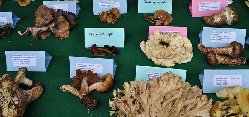 Matsutake Mushroom Festival Bhutan