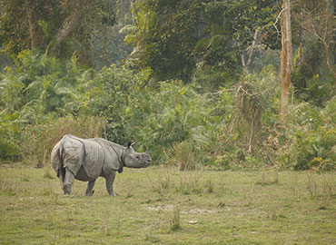 Gorumara National Park