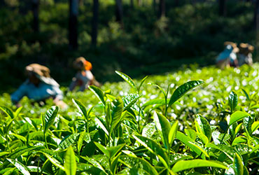 darjeeling