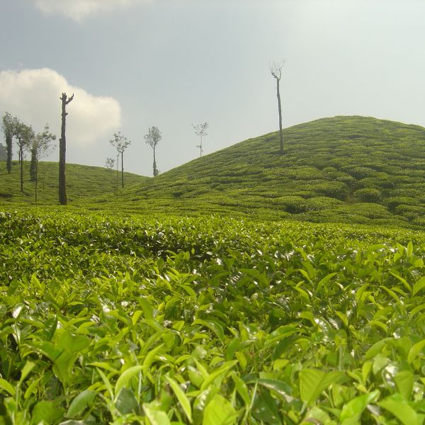 Happy Valley Tea Estate